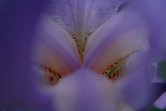 Inside Purple Iris Flower
