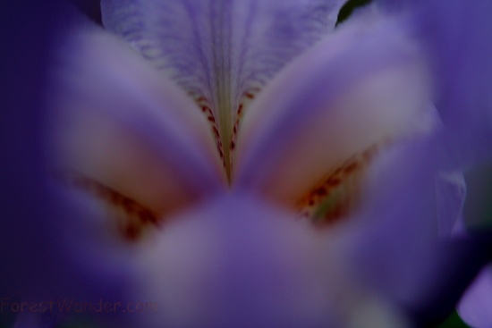 Iris Inside Bloom