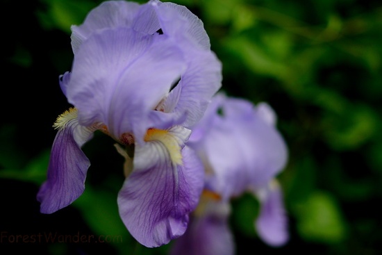 Iris Spring Flower