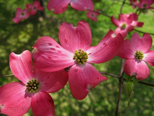 Macro Spring Pink Dogwood Flower