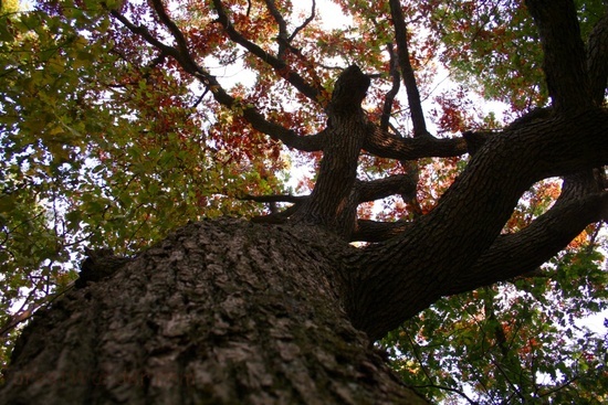 North Fork Oak Tree
