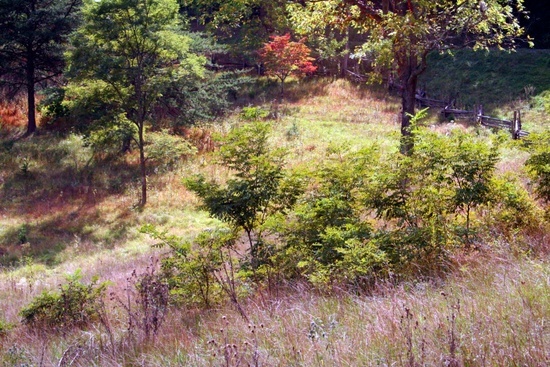 Old Fence Field