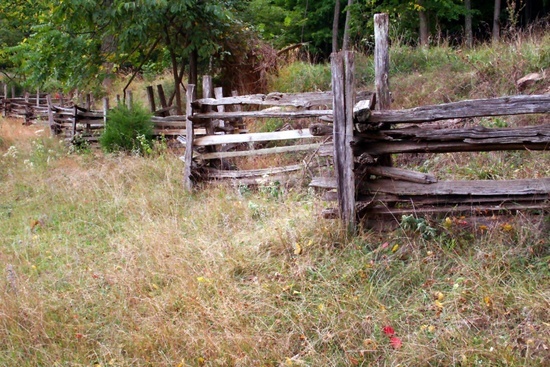 Old Fence