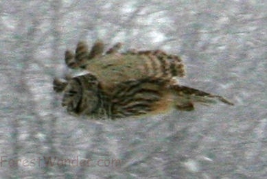 Owl flying in Snow