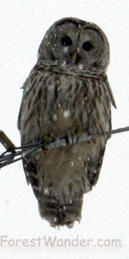 Owl perched on wire