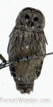 Owl perched on wire