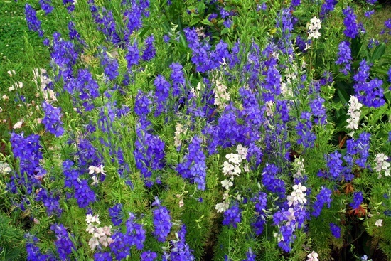 Patch Blue Flowers