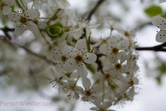 Pear Tree Blossom Spring