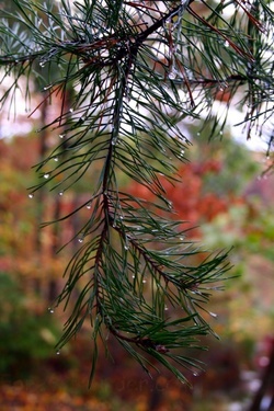 Pine Tree Rain Drop