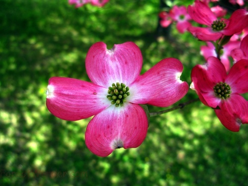 Pink Dogwood 3 04242008