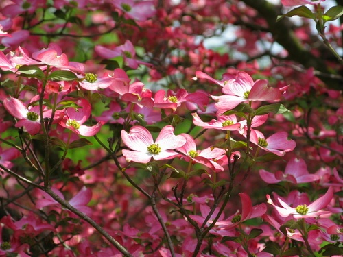 Pink Dogwood Flower Sunlight