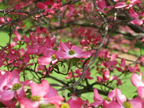 Pink Flower Tree Dogwood