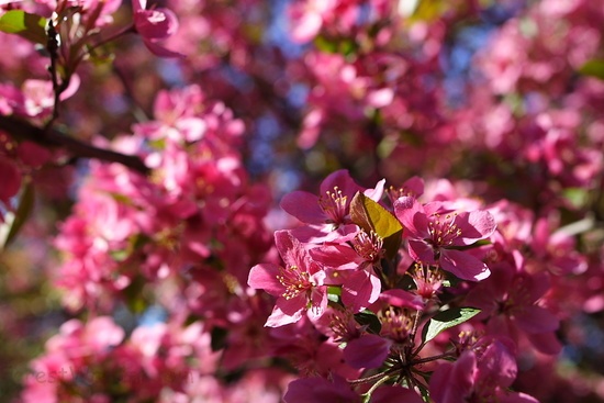 Pink Flowers Tree