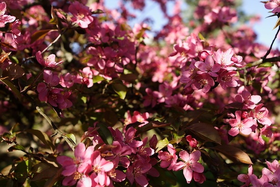 Pink Tree Blossom