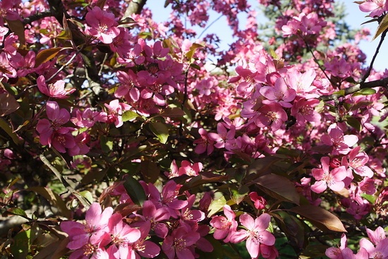 Pink Tree Flowers