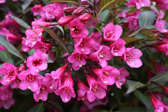 Pinkbunchflowers