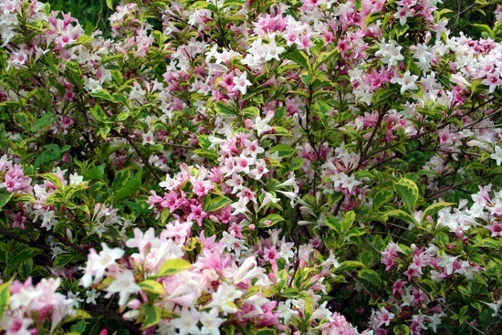 Pinkflowerbush