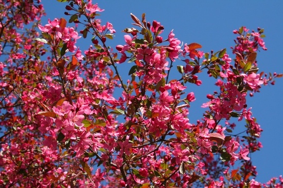 Pinkflowertree
