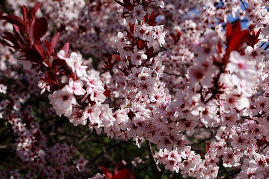 Plum Tree Flowers Blooms