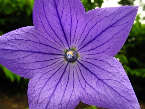 Purple Blue Flower