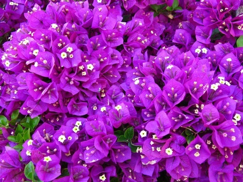 Purple Spring Flowers