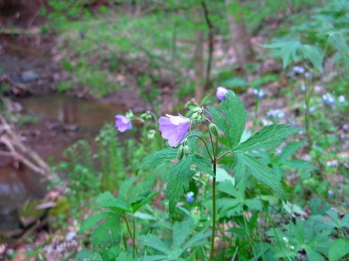 Purple Wildflower Beside Creek