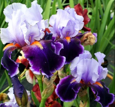 Purple White Iris Spring Flower Picture