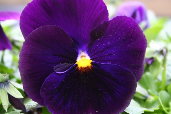 Purple Pansy Flower