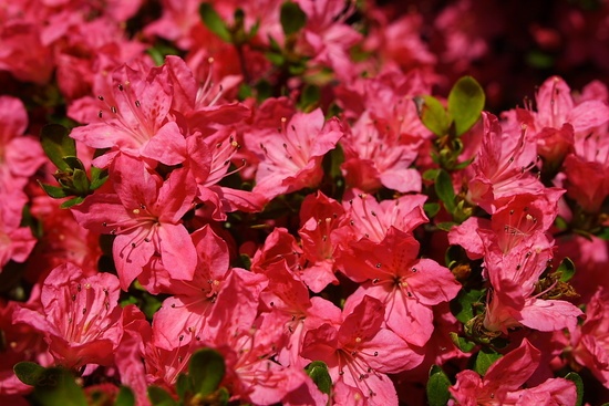 Red Azalea Flowers Spring