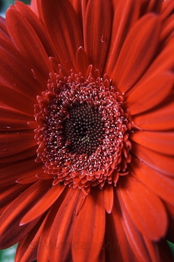 Red Daisy Verticle