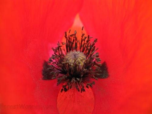 Red Flower Bud Macro