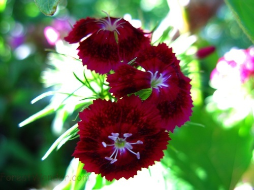 Red Flowers White