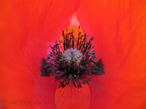 Red Poppy Flower Macro