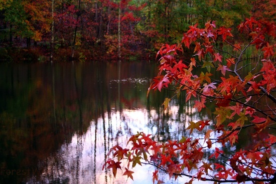 Red Tree Fall Lake