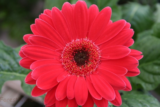 Red Daisy Flower