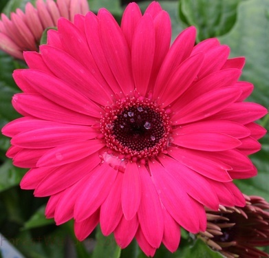 Red Pink Daisy Flower