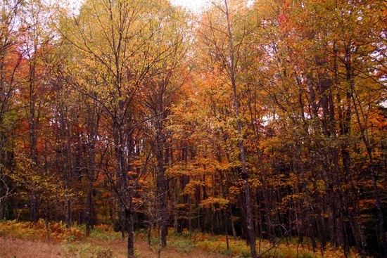 Seneca Creek Trees 1