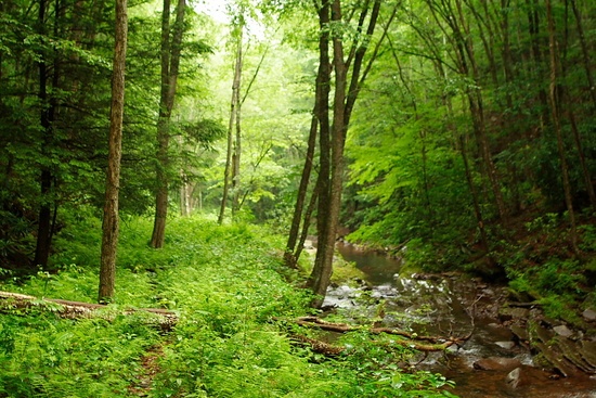 Senecatrail Creek