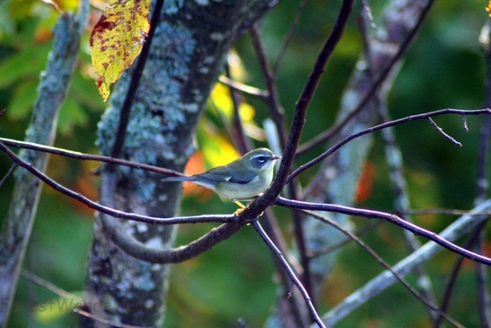 Small Blue Bird