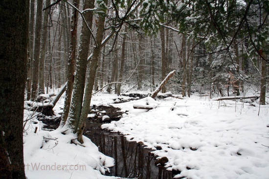 Snow Creek Forest