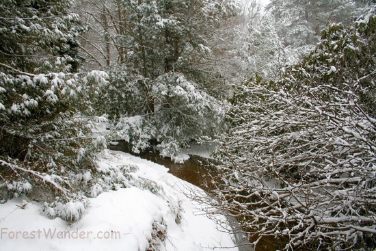 Snowy Creek Monongahela Forest
