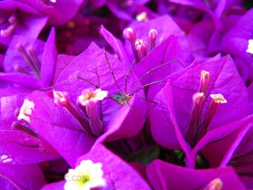 Spider Purple Flower