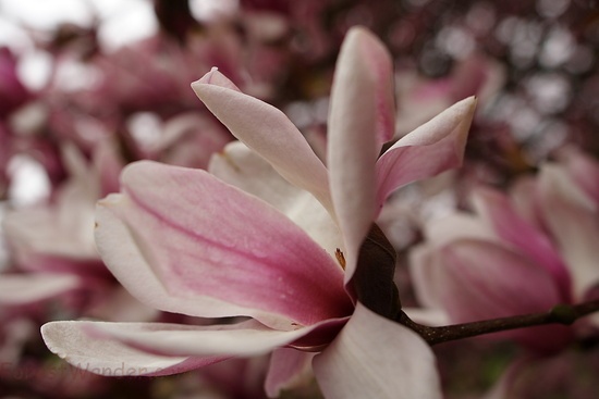 Spring Flower Tree Blossom