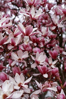 Spring Flower Tree