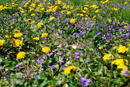 Spring Grass Yard Wildflowers