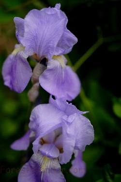 Spring Purple Iris Flowers
