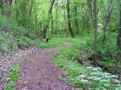 Spring Path Forest