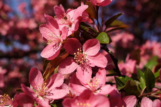 Spring Pink Flower Blue Sky