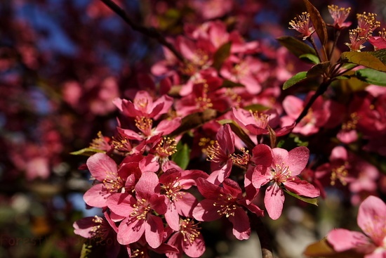 Spring Pink Tree Flower