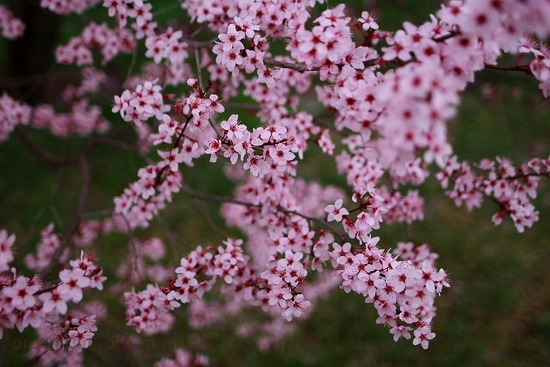 Spring Plum Tree Blossom